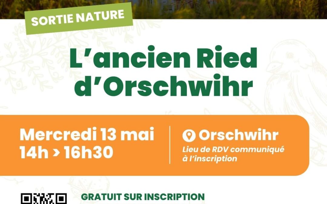 Sortie nature : à la découverte de l’ancien Ried d’Orschwihr
