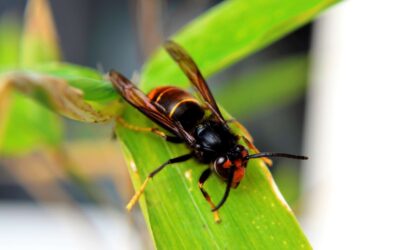 Frelon asiatique : que faire en cas de nid ?